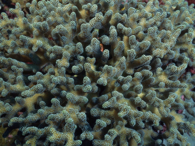 Обои картинки фото животные, морская, фауна