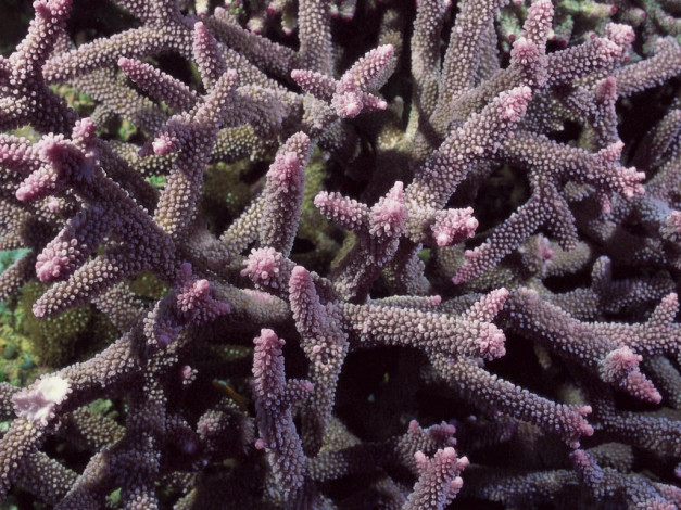 Обои картинки фото животные, морская, фауна