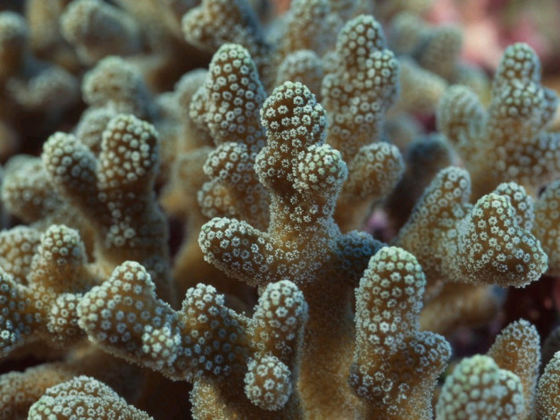 Обои картинки фото животные, морская, фауна