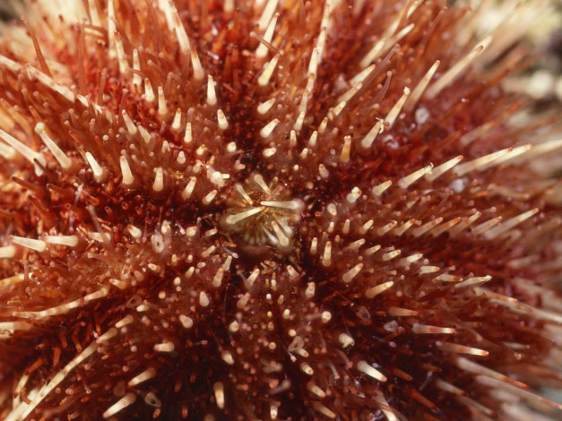 Обои картинки фото животные, морская, фауна