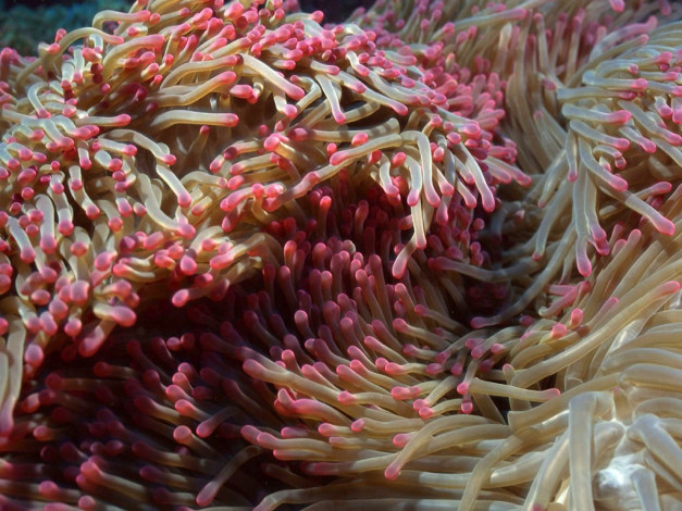 Обои картинки фото животные, морская, фауна