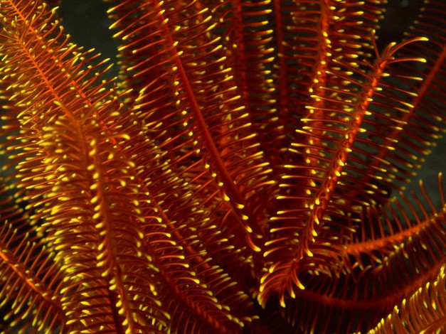 Обои картинки фото животные, морская, фауна