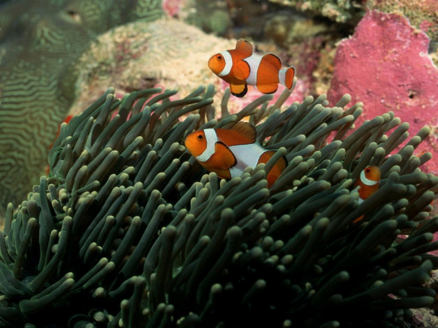 Обои картинки фото животные, рыбы