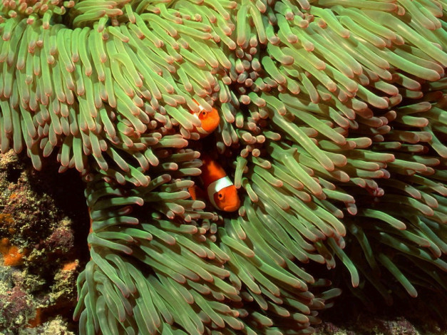 Обои картинки фото животные, рыбы