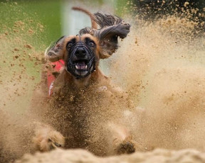 Картинка животные собаки