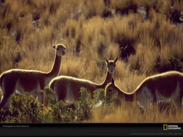 Обои картинки фото животные, ламы