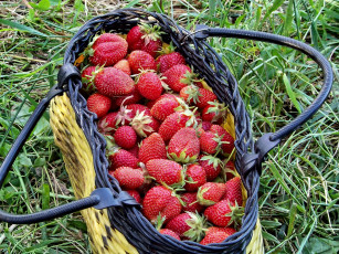Картинка еда клубника земляника