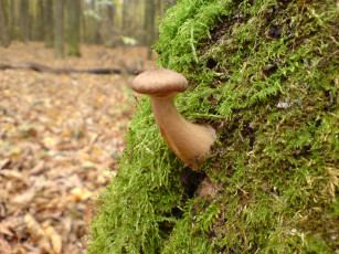 Картинка природа грибы