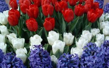 Картинка цветы разные вместе