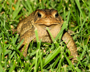Картинка животные лягушки