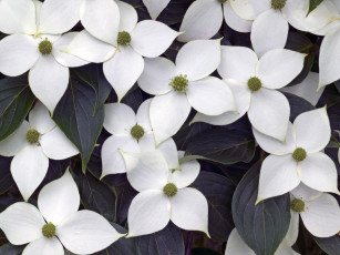 Картинка цветы кизил