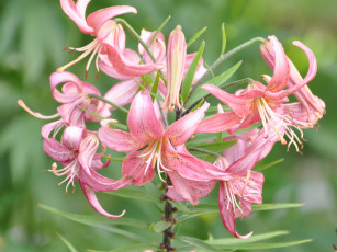 Картинка цветы лилии лилейники