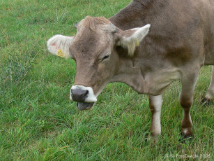 Картинка животные коровы буйволы
