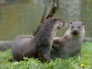 Картинка животные выдры каланы ондатры