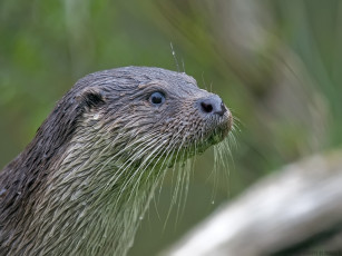 Картинка животные выдры каланы ондатры