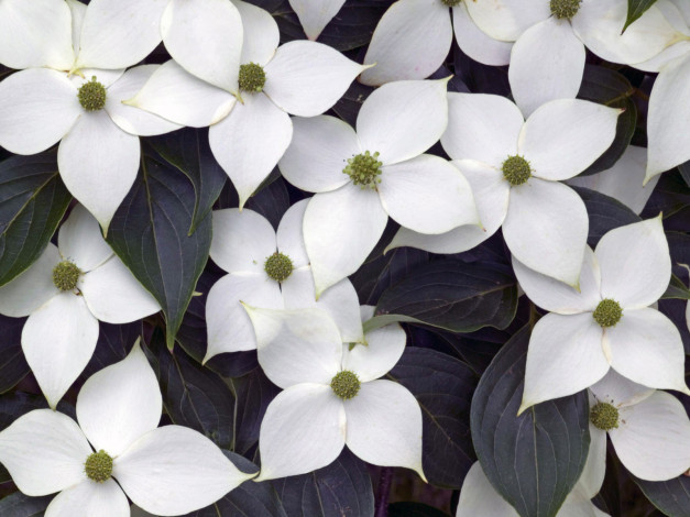 Обои картинки фото цветы, кизил