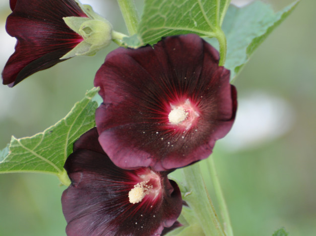 Обои картинки фото цветы, мальвы