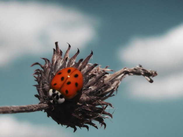 Обои картинки фото животные, божьи, коровки