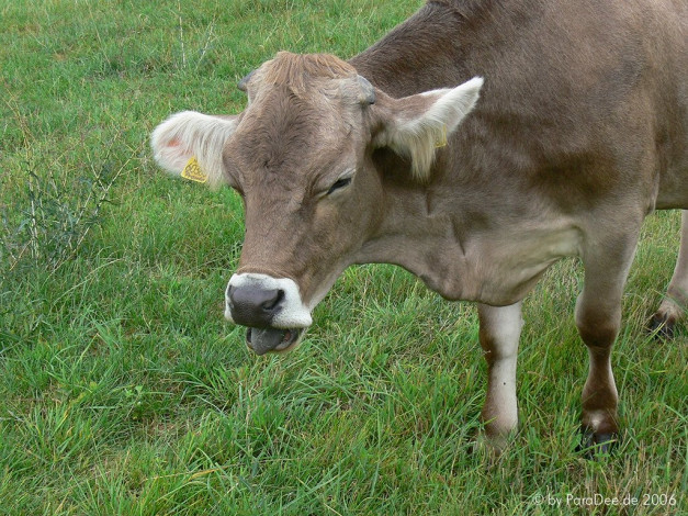 Обои картинки фото животные, коровы, буйволы
