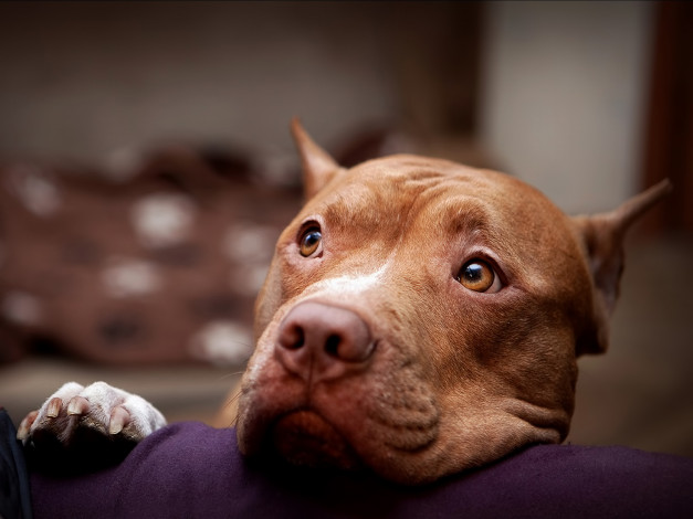 Обои картинки фото животные, собаки