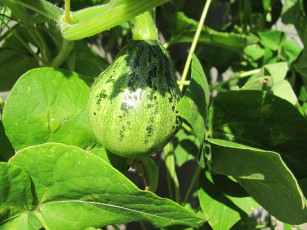 Картинка декоративная тыква природа плоды зеленый солнечный блик