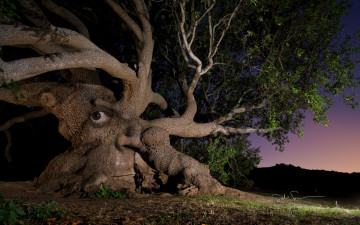 Картинка разное компьютерный дизайн дерево глаз