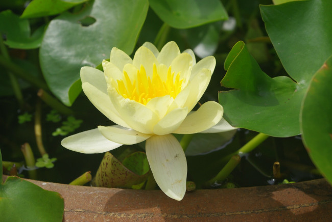 Обои картинки фото цветы, лилии, водяные, нимфеи, кувшинки, лепестки, жёлтый, листья