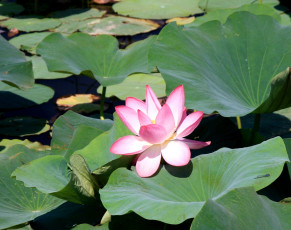 Картинка цветы лотосы лотос