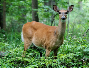 Картинка животные олени олень лес