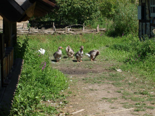 Картинка животные гуси