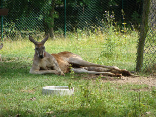 Картинка животные кенгуру