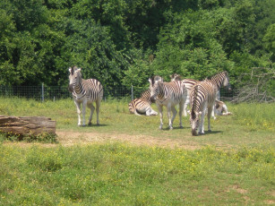 Картинка животные зебры