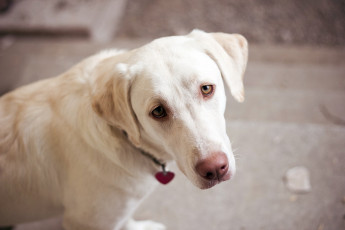 Картинка животные собаки взгляд собака друг