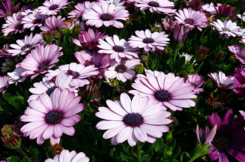 Картинка цветы диморфотеки