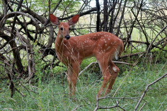 Картинка животные олени олень