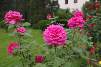 Картинка цветы розы