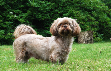 Картинка животные собаки собака