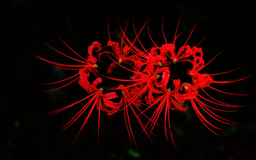 Картинка цветы лилии лилейники бутоны темный фон