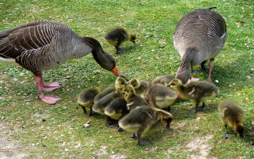 Картинка животные гуси