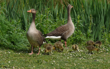 Картинка животные гуси
