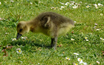 Картинка животные гуси гусь