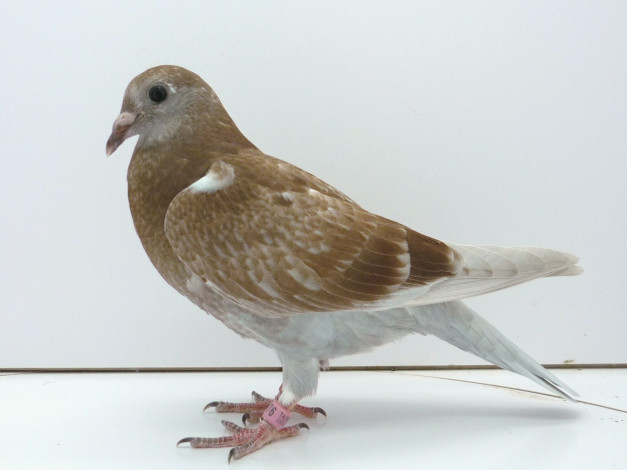 Обои картинки фото животные, голуби, голубь