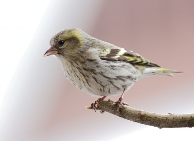 Обои картинки фото животные, воробьи, ветка, птичка