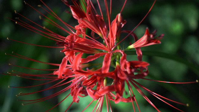 Обои картинки фото цветы, лилии, лилейники, темный, фон, бутоны