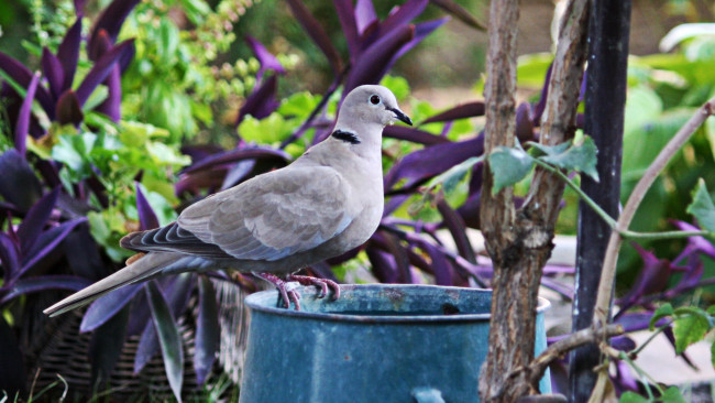 Обои картинки фото животные, голуби, голубь