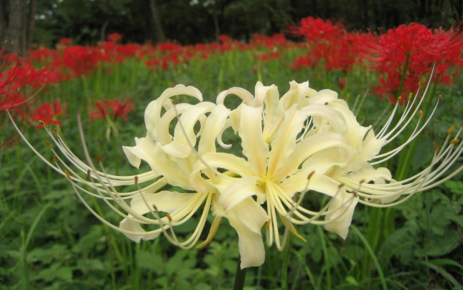 Обои картинки фото цветы, лилии, лилейники, темный, фон, бутоны