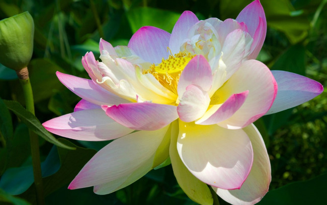 Обои картинки фото цветы, лотосы, лотос