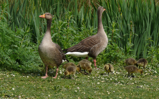 Обои картинки фото животные, гуси
