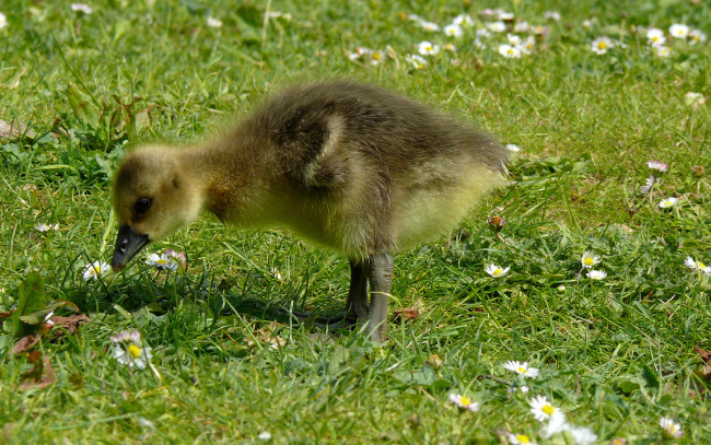 Обои картинки фото животные, гуси, гусь