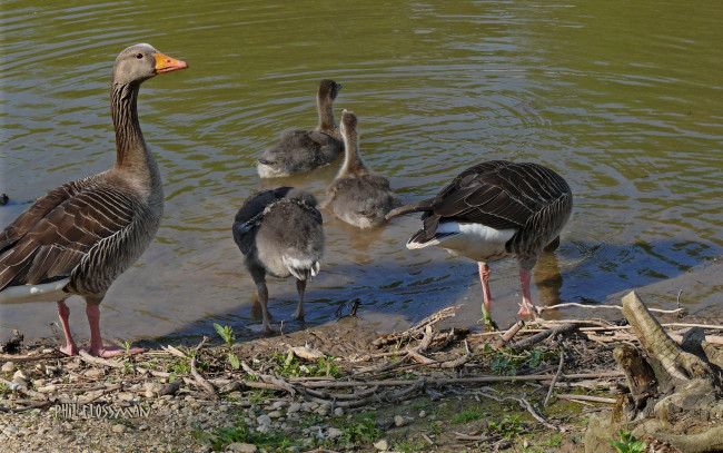 Обои картинки фото животные, гуси, водоем